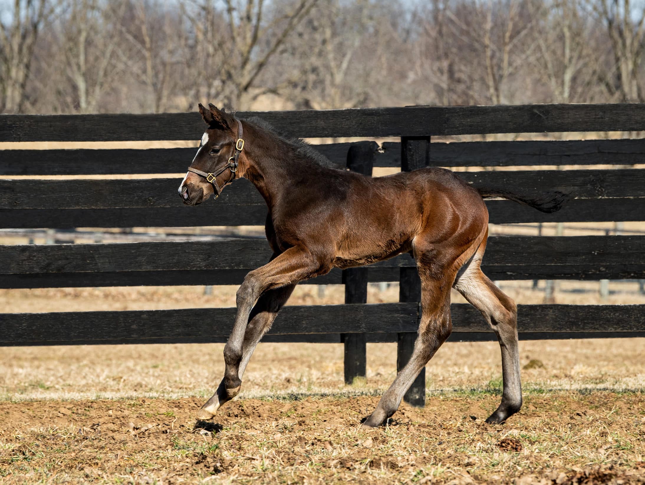 Authentic - Thoroughbred Stallion At Spendthrift Farm, KY