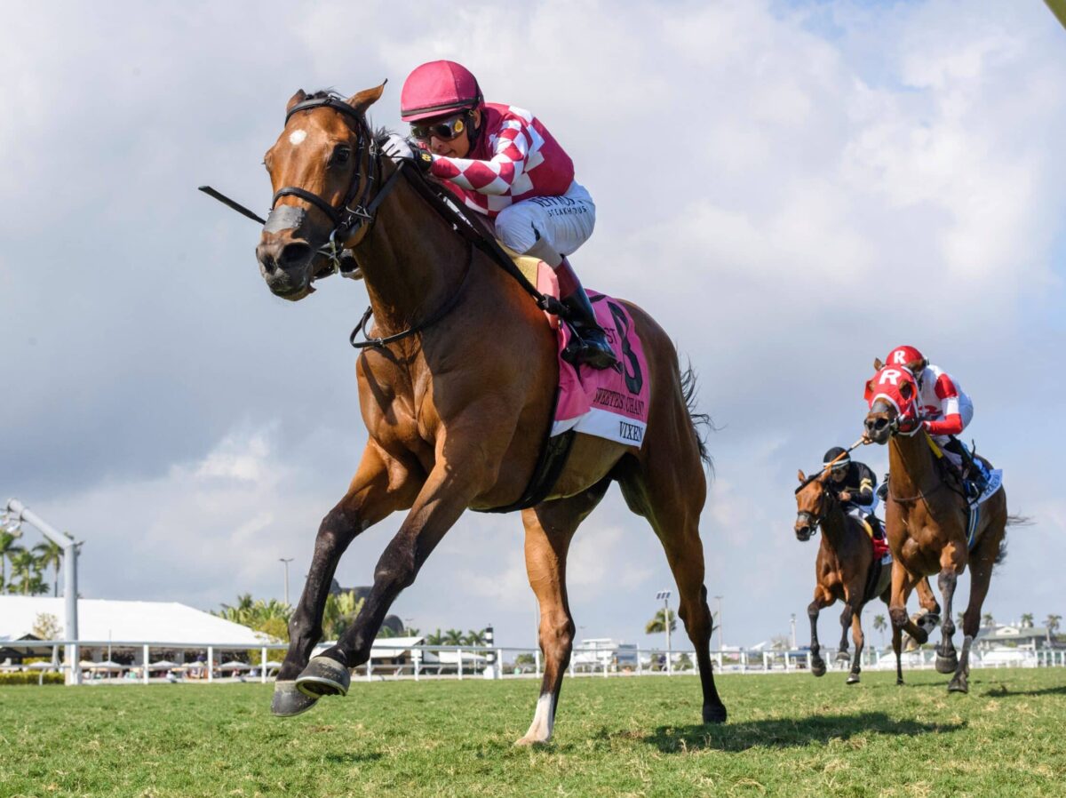 3yo filly Vixen wins the 2025 Sweetest Chant S. at Gulfstream | Coglianese photo