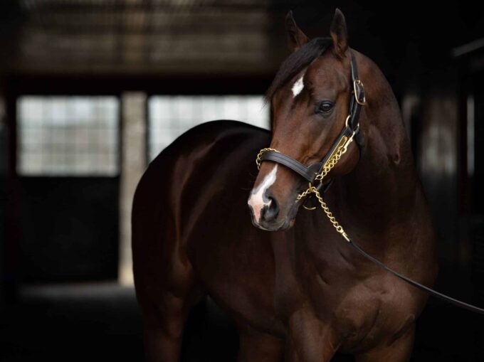 Omaha Beach | 2020 at Spendthrift | Autry Graham photo