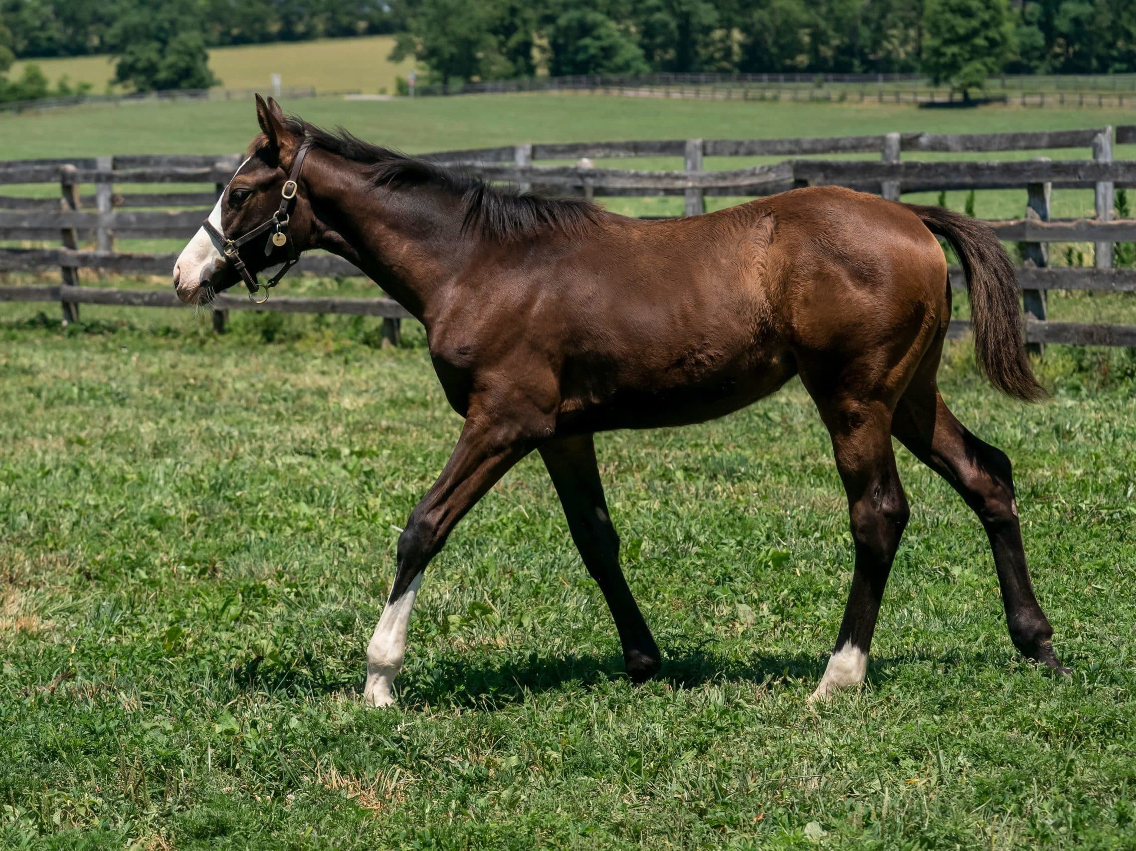 Thousand Words - Thoroughbred Stallion at Spendthrift Farm, KY