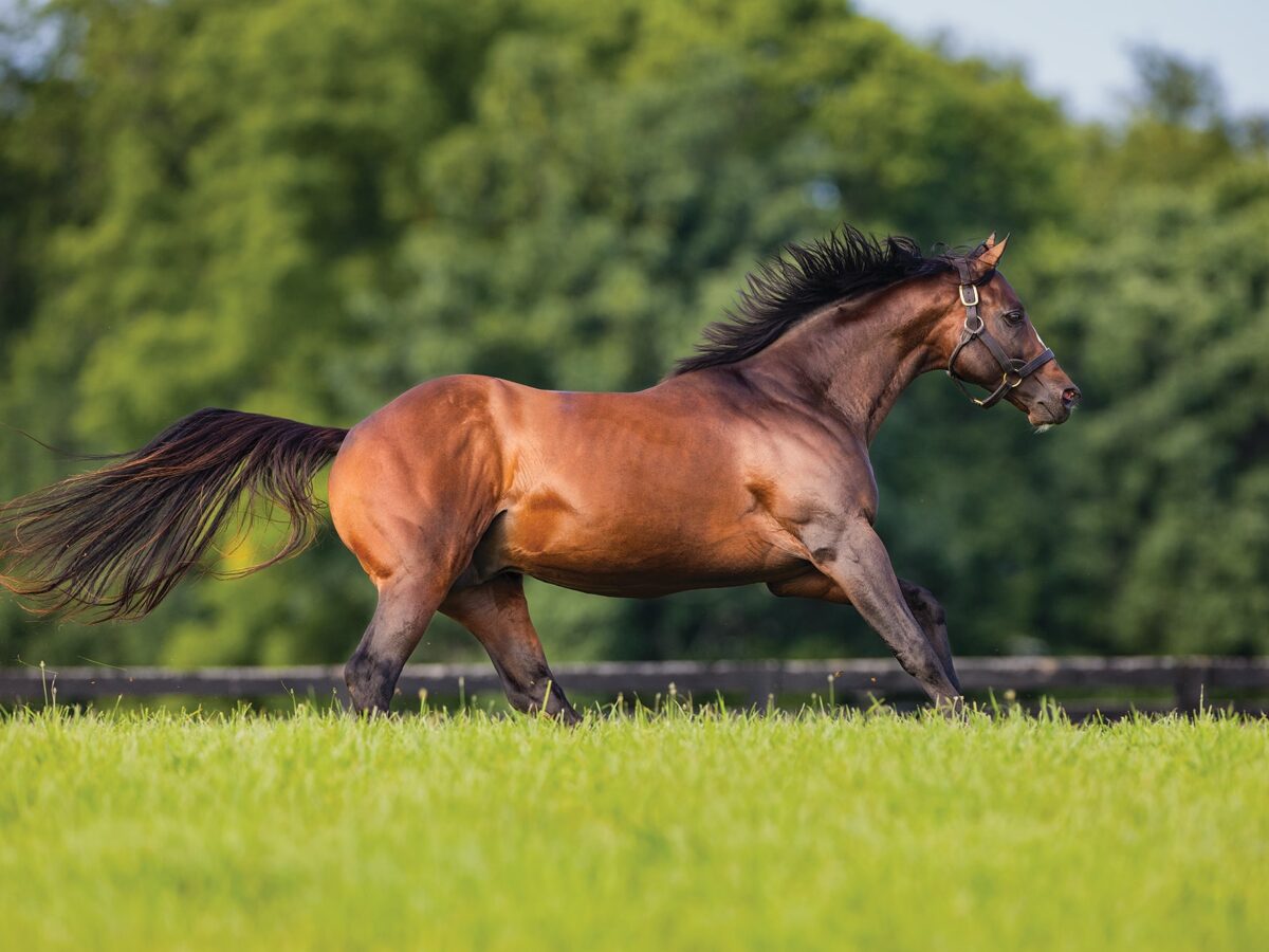 Thousand Words | 2024 Paddock | EquiSport photo