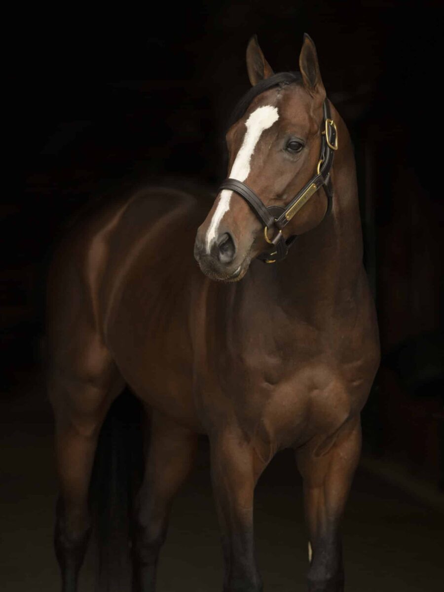 Thousand Words | 2021 arrival at Spendthrift | Autry Graham photo