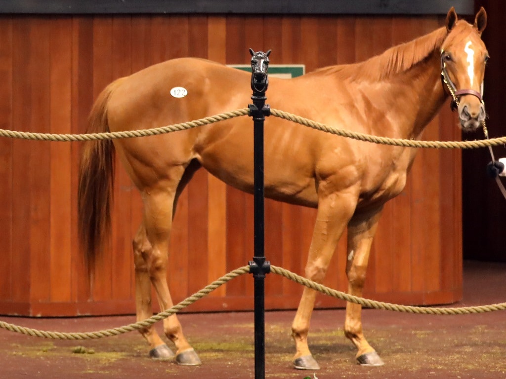 Gormley filly among top horses during Day 1 of OBS June sale