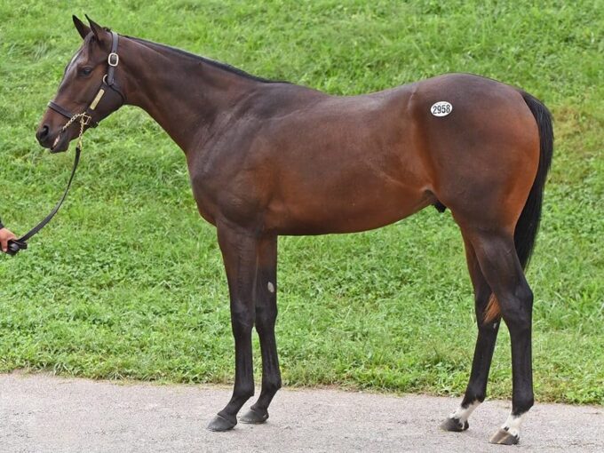 $150,000 Cross Traffic colt at the 2021 Keeneland September Sale | Tibor photo