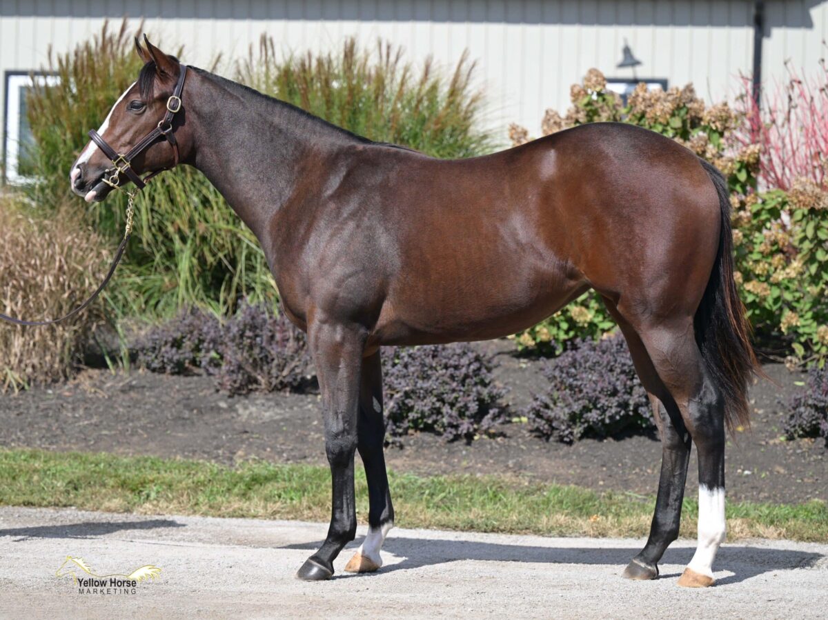 $70,000 at '24 F-T Oct | Filly o/o Factor One | Purchased by C.S., Agent | Photo courtesy Fasig-Tipton