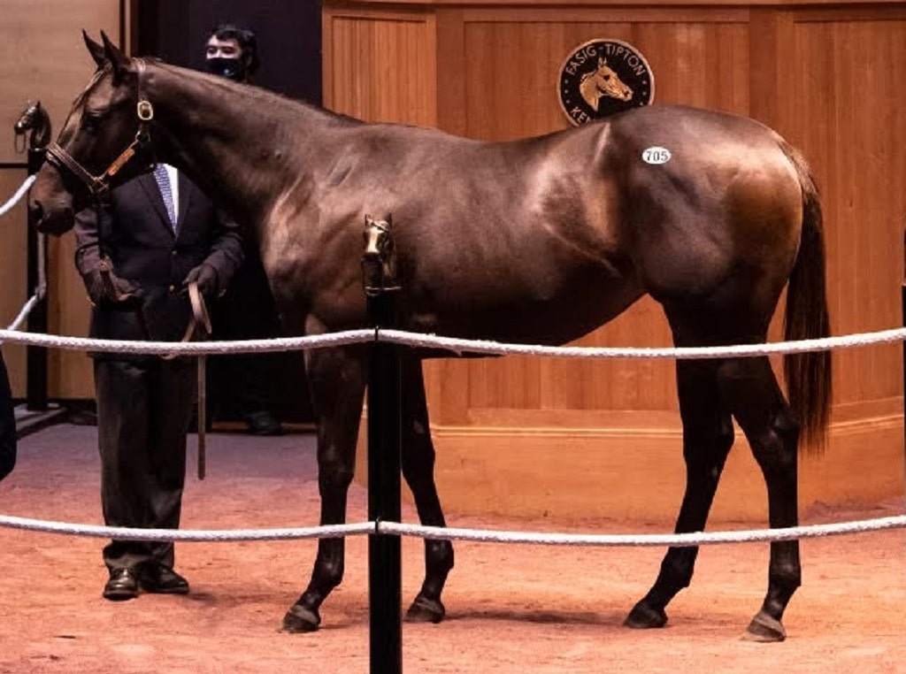 Bolt d’Oro proving very popular at FasigTipton October Yearling sale