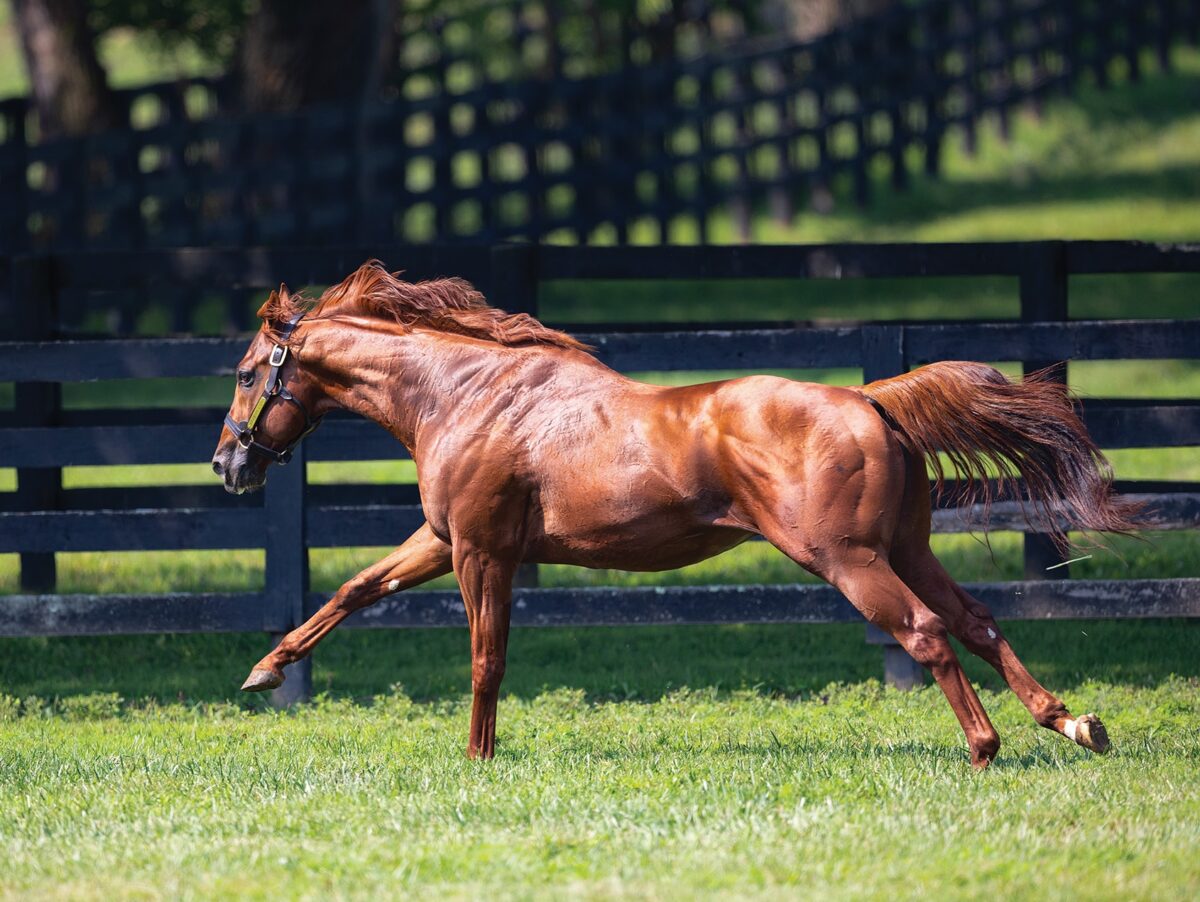 Arabian Lion | 2024 Paddock at Spendthrift