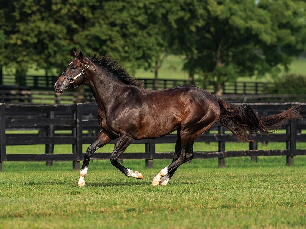 Forte | 2024 Paddock | Nicole Finch photo