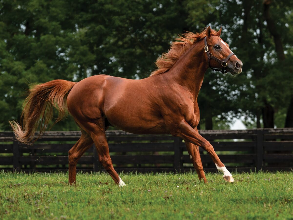 Jimmy Creed | 2024 Paddock | Nicole Finch photo