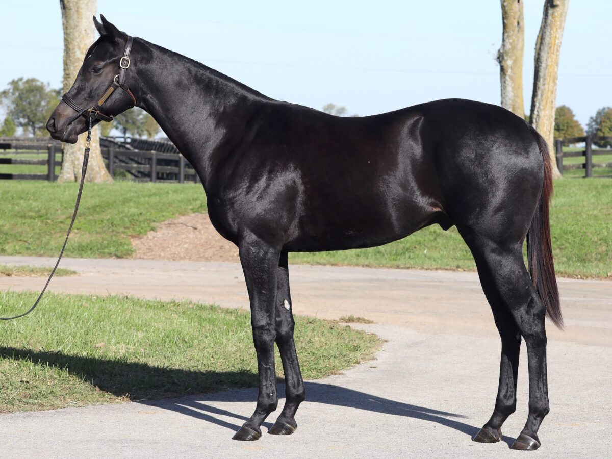 $90,000 colt at '24 F-T OCT | Purchased by Majestic, agent | Photo courtesy Fasig-Tipton