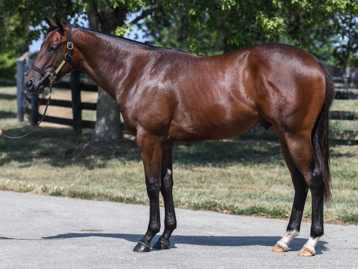 $100,000 colt at '24 KEESEP | Purchased by D. Farrington | Photo courtesy Keeneland