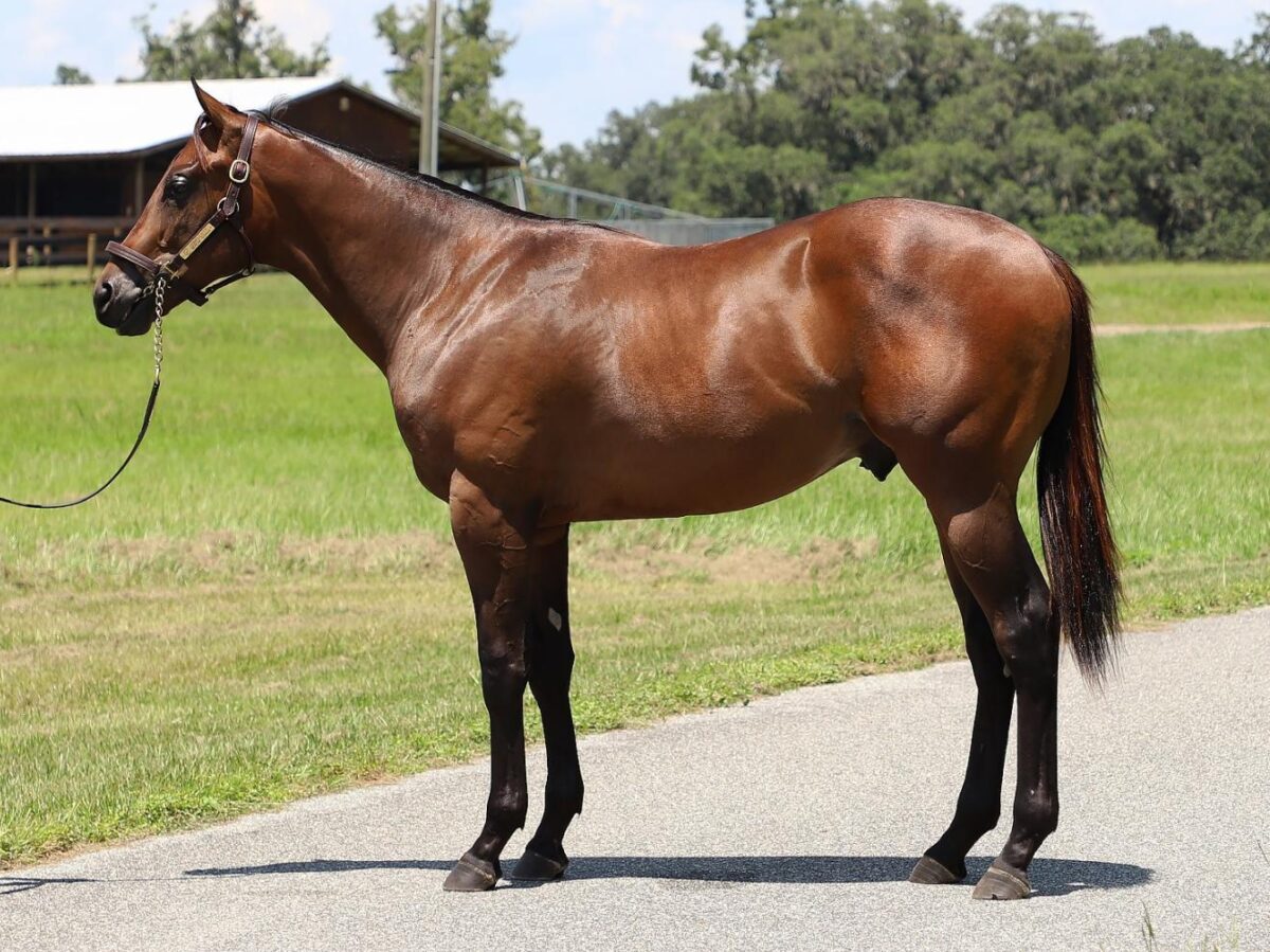 $220,000 colt at '24 KEESEP | Purchased by Ken McPeek, Agent | Photo courtesy Keeneland