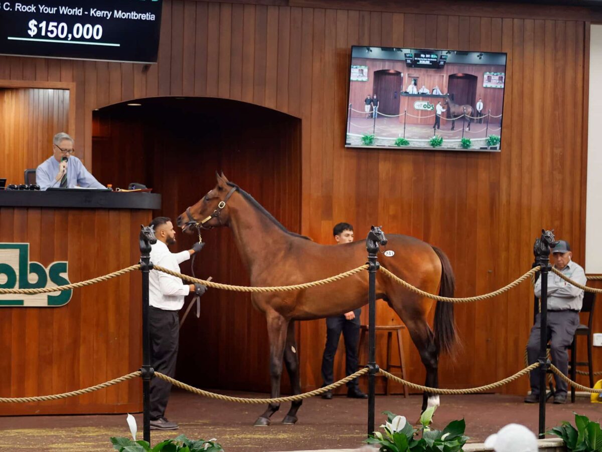 $150,000 colt at '25 OBSMAR | Purchased by Steven Young, Agent | Z photo