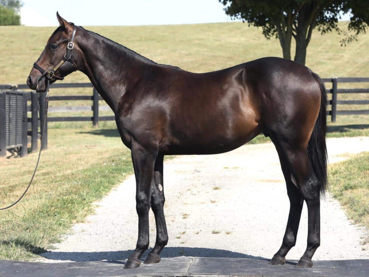 $85,000 colt at '24 KEESEP | Purchased by Zap/Murphy, for CA Racing Partners & Ciaglia | Photo courtesy Keeneland