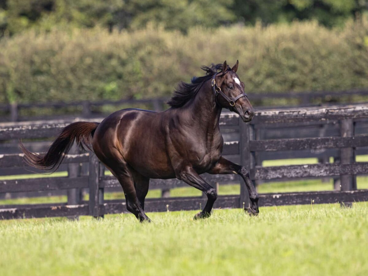 Rock Your World | 2023 Paddock | Wendy Wooley/EquiSport photo