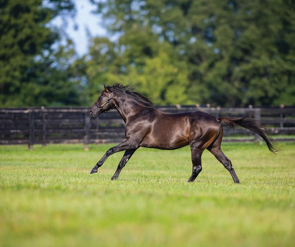 Rock Your World | 2024 Paddock | Matt Wooley/EquiSport photo