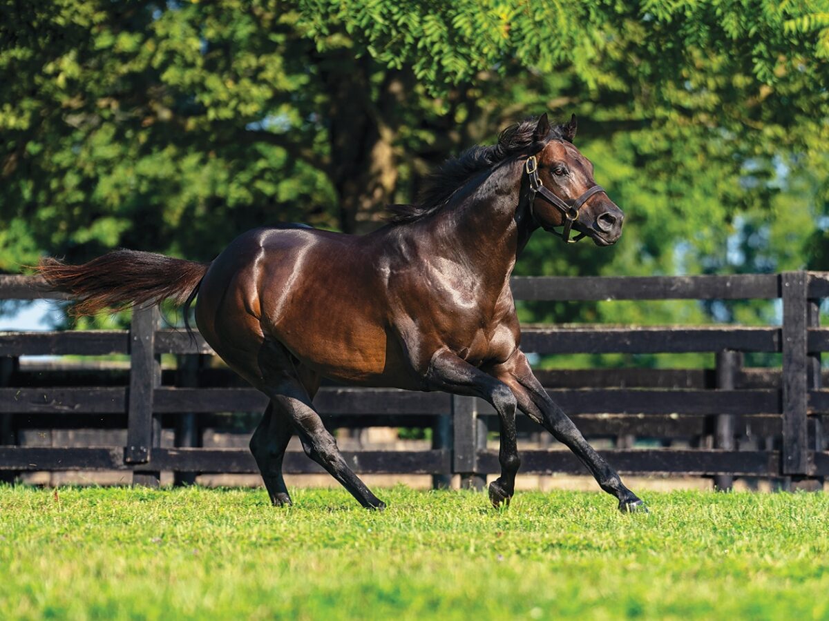 Yaupon | 2024 Paddock at Spendthrift | Nicole Finch photo