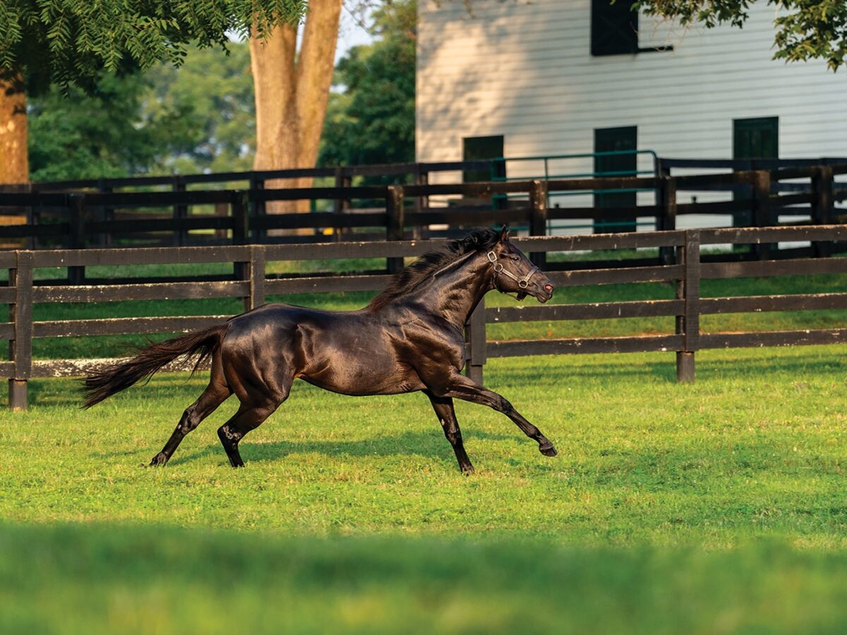 Zandon | 2024 Paddock | Nicole Finch photo