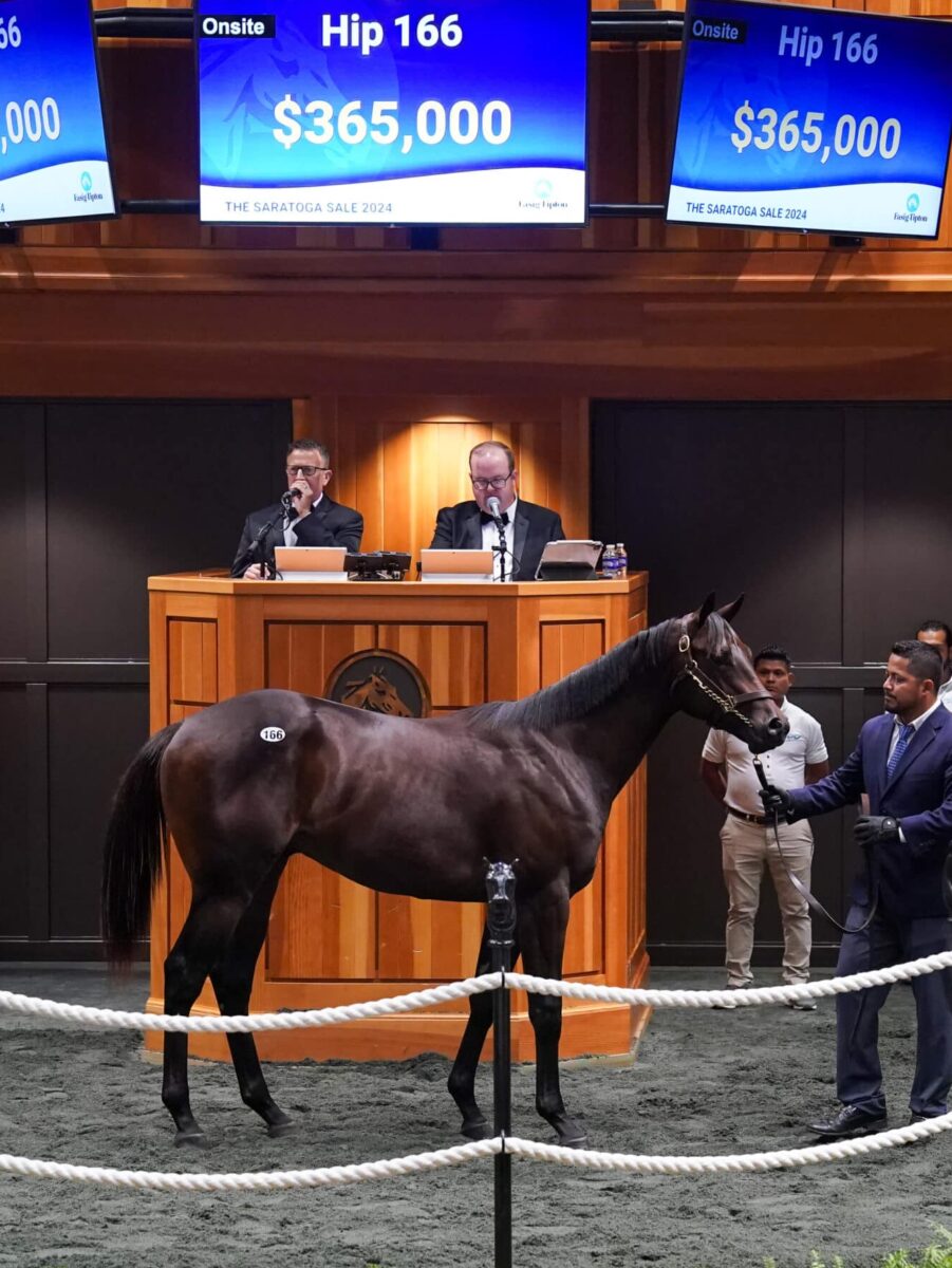 $365,000 at '24 F-T Saratoga | Colt o/o Spanxamillion | Purchased by MyRacehorse | Z photo