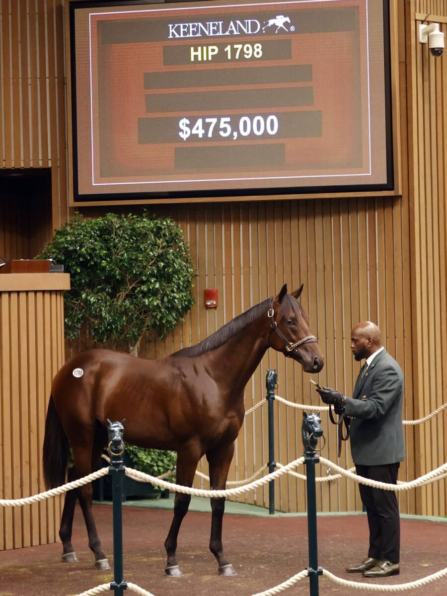 $475,000 at '24 KEESEP | Colt o/o Seize the Ring | Purchased by St. Elias Stables | Z photo