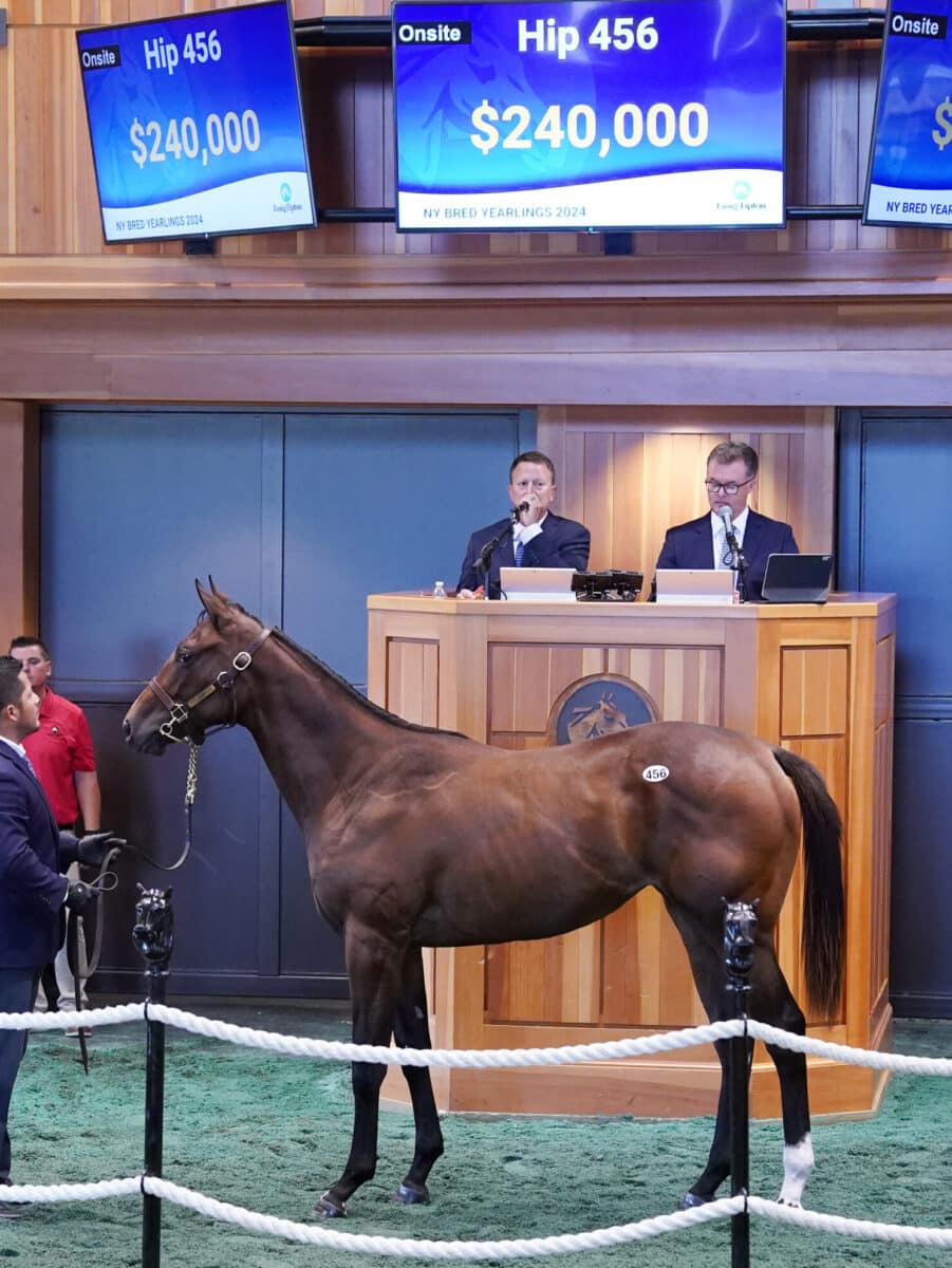 $240,000 at '24 F-T NY Bred | Filly o/o Downtown Daria | Purchased by Ronald Stewart | Z photo