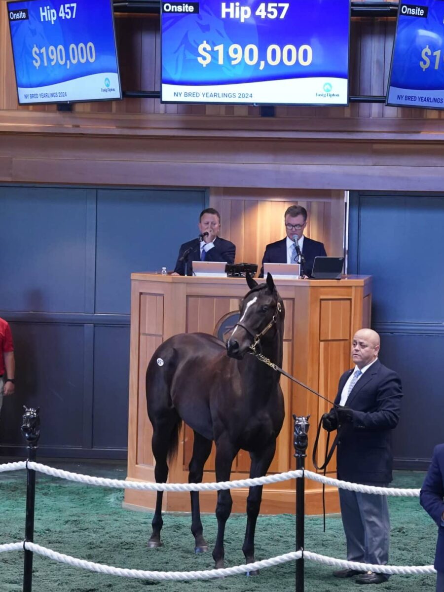 $190,000 at '24 F-T NY Bred | Filly o/o Draft | Purchased by Sean Perl Bloodstock | Z photo