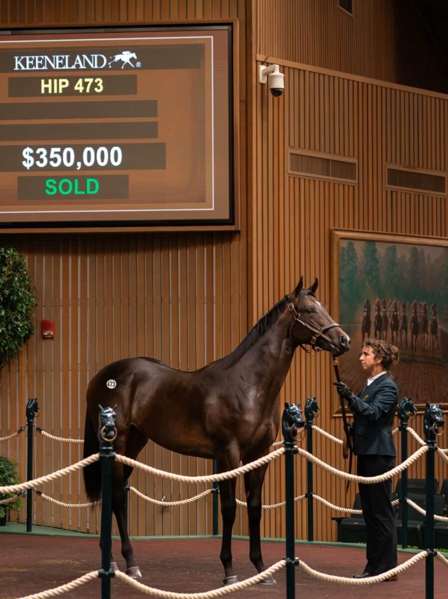 $350,000 at '24 KEESEP | Colt o/o Lady Luck | Purchased by Centennial Farms | Nicole Finch photo