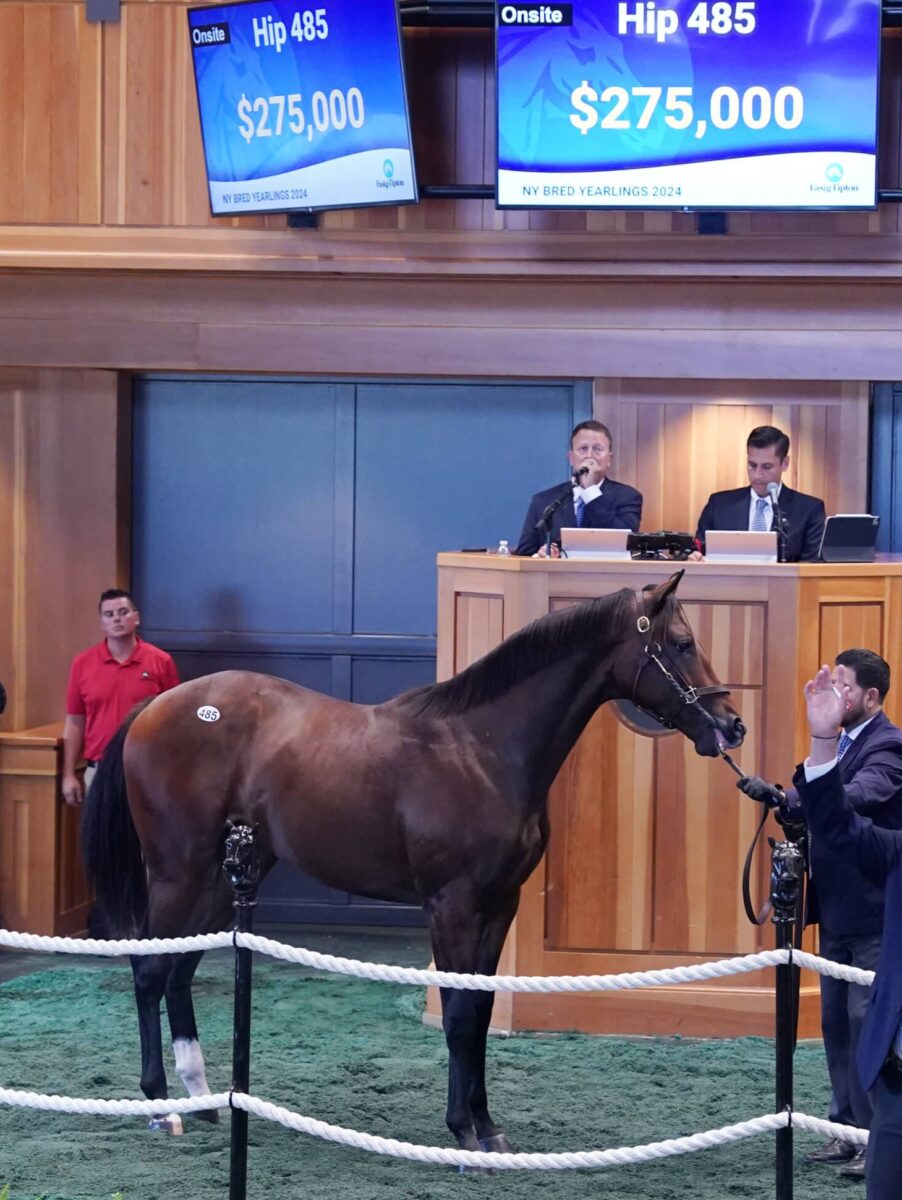 $275,000 at '24 F-T NY Bred | Colt o/o Frostie Anne | Purchased by Michael Maker | Z photo