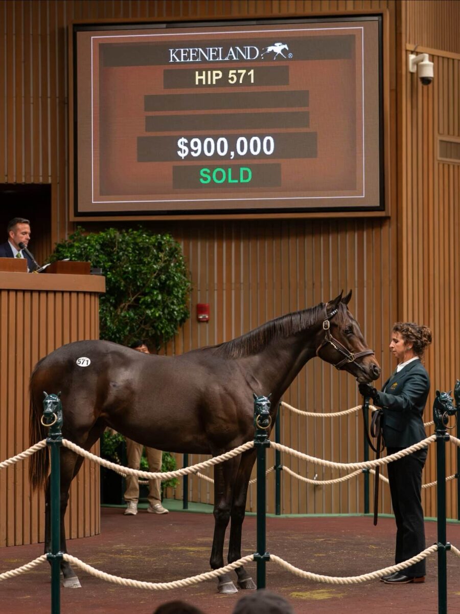 $900,000 at '24 KEESEP | Colt o/o Q Go Girl | Purchased by St. Elias Stables | Nicole Finch photo