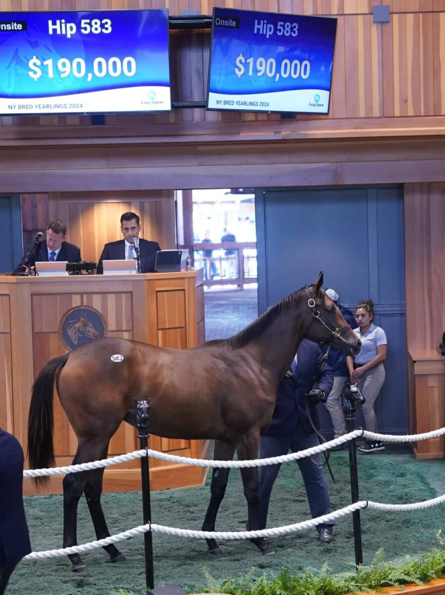 $190,000 at '24 F-T NY Bred | Filly o/o Overheated | Purchased by Klaravich Stable | Z photo