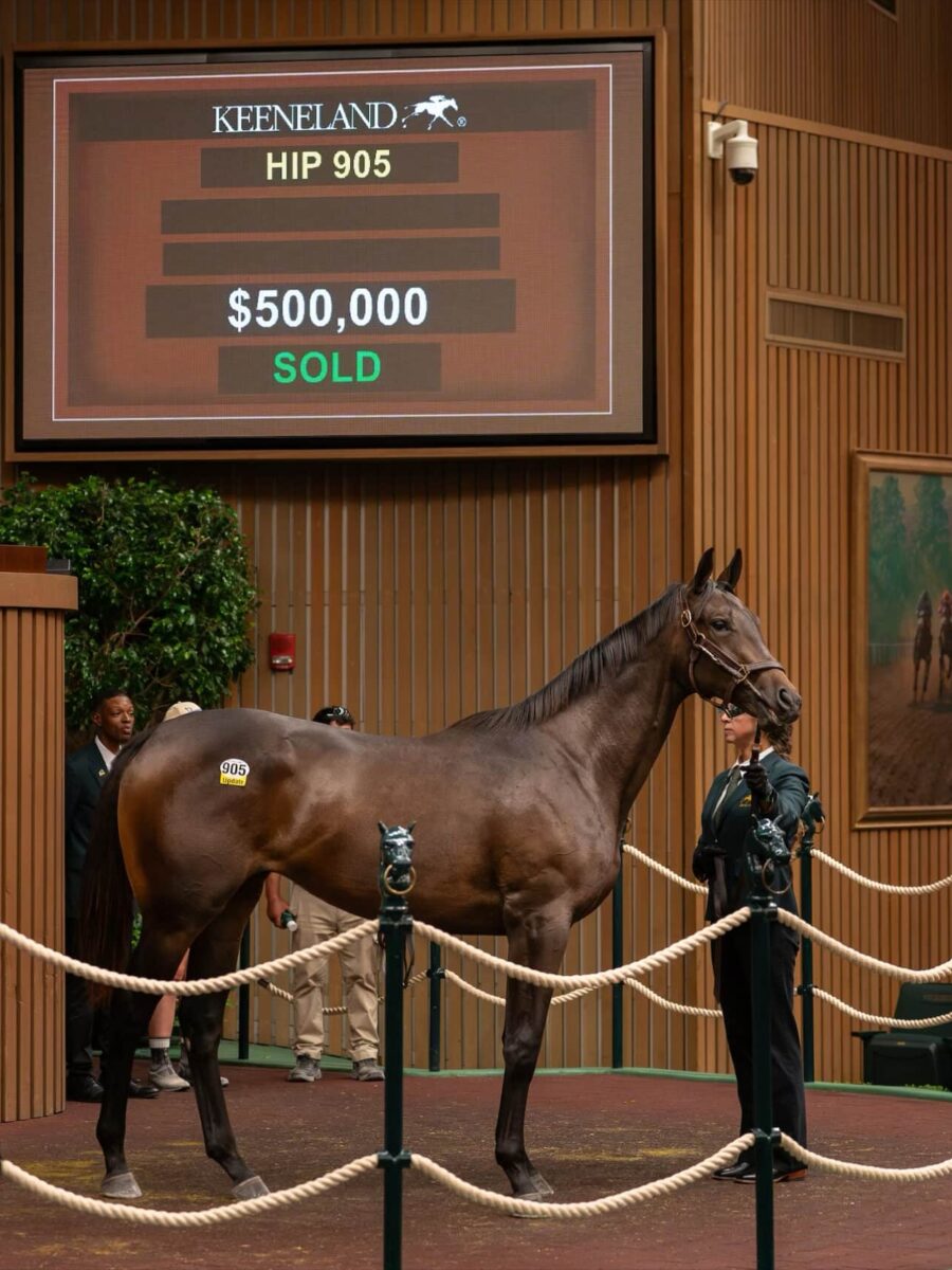 $500,000 at '24 KEESEP | Filly o/o Miss Hetty | Purchased by Cheyenne Stables | Nicole Finch photo