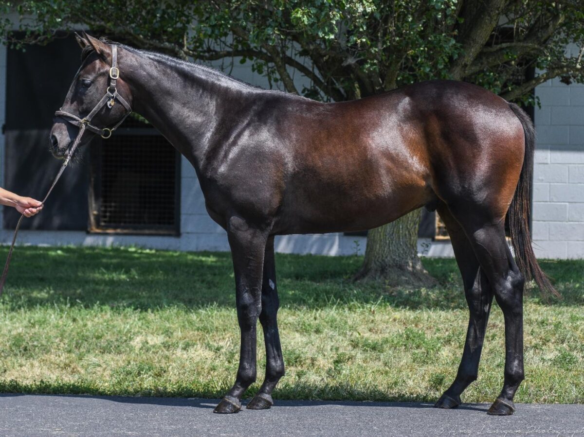 $315,000 at '24 KEESEP | Colt o/o Be Jeweled | Purchased by CJ Stables | Photo Courtesy of Keeneland