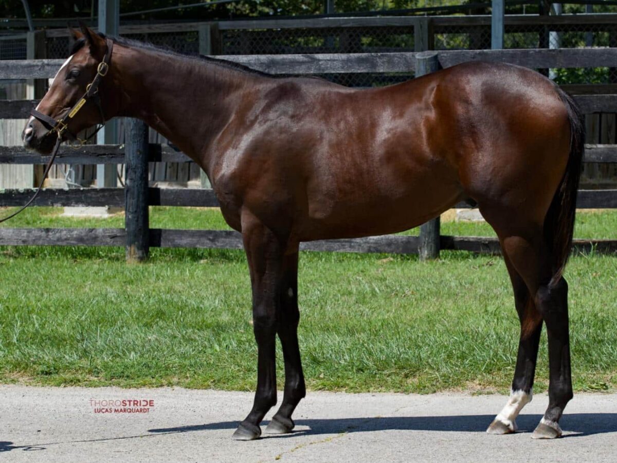 $250,000 at '24 KEESEP | Colt o/o Dazzletown | Purchased by Superfine | ThoroStride photo