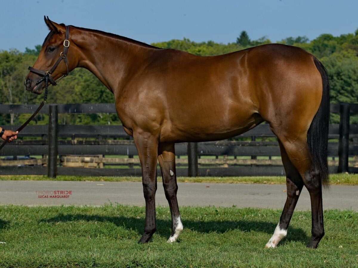 $260,000 at '24 KEESEP | Filly o/o Deherewego | Purchased by D.J. Stable | ThoroStride photo