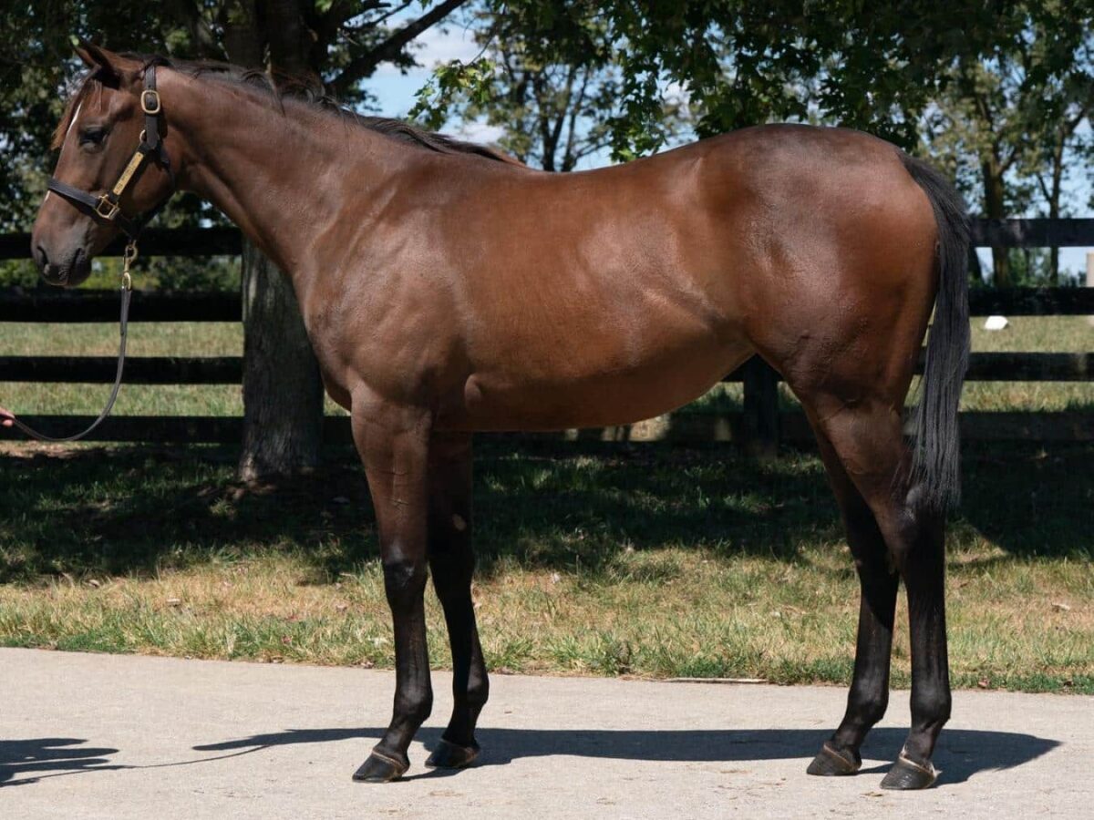 $260,000 at '24 KEESEP | Filly o/o Stonetonic | Purchased by Stoneway Farm | Photo Courtesy Keeneland