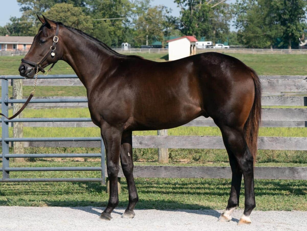 $250,000 at '24 KEESEP | Colt o/o Sweet Meadow Mist | Purchased by Bruno DeBerdt & Scanlon Training | Photo Courtesy Keeneland