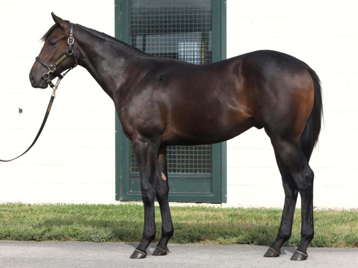 $260,000 at '24 KEESEP | Colt o/o Chestnut Street | Purchased by Bang Bang | Photo Courtesy Keeneland