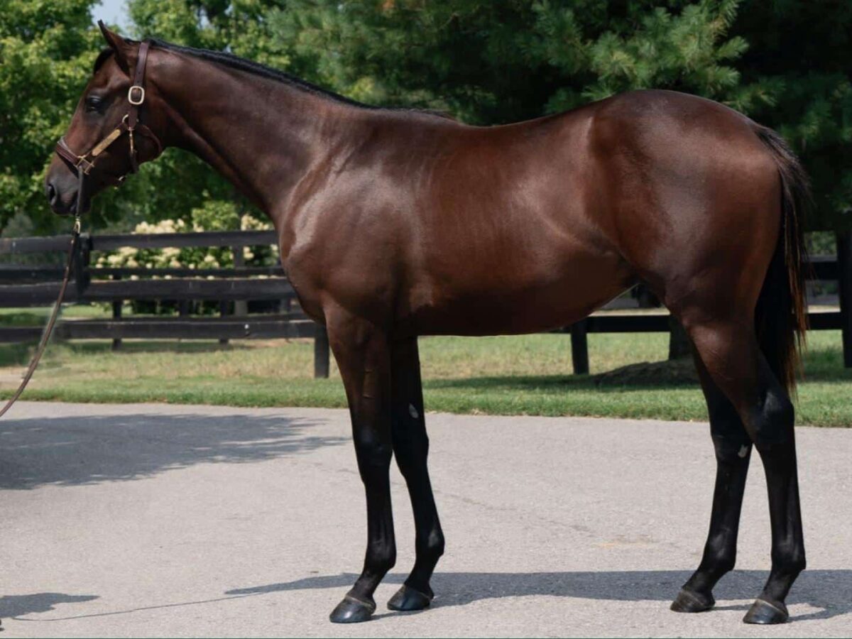 $300,000 at '24 KEESEP | Colt o/o Coco Cookies | Purchased by John Ballantyne/NBS Stable | Photo Courtesy Keeneland