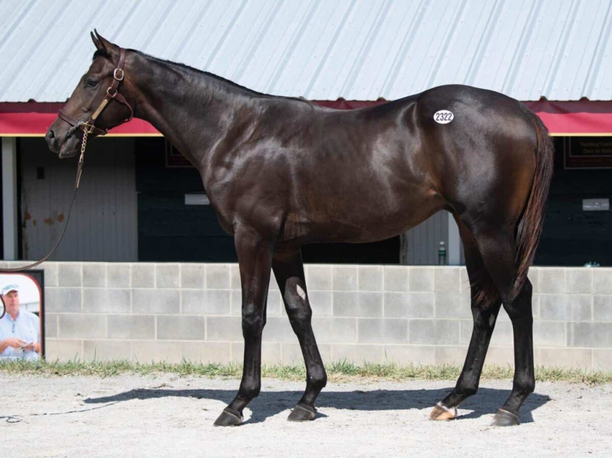 $320,000 at '24 KEESEP | Colt o/o Adream | Purchased by Pin Oak Stud | Photo Courtesy Keeneland