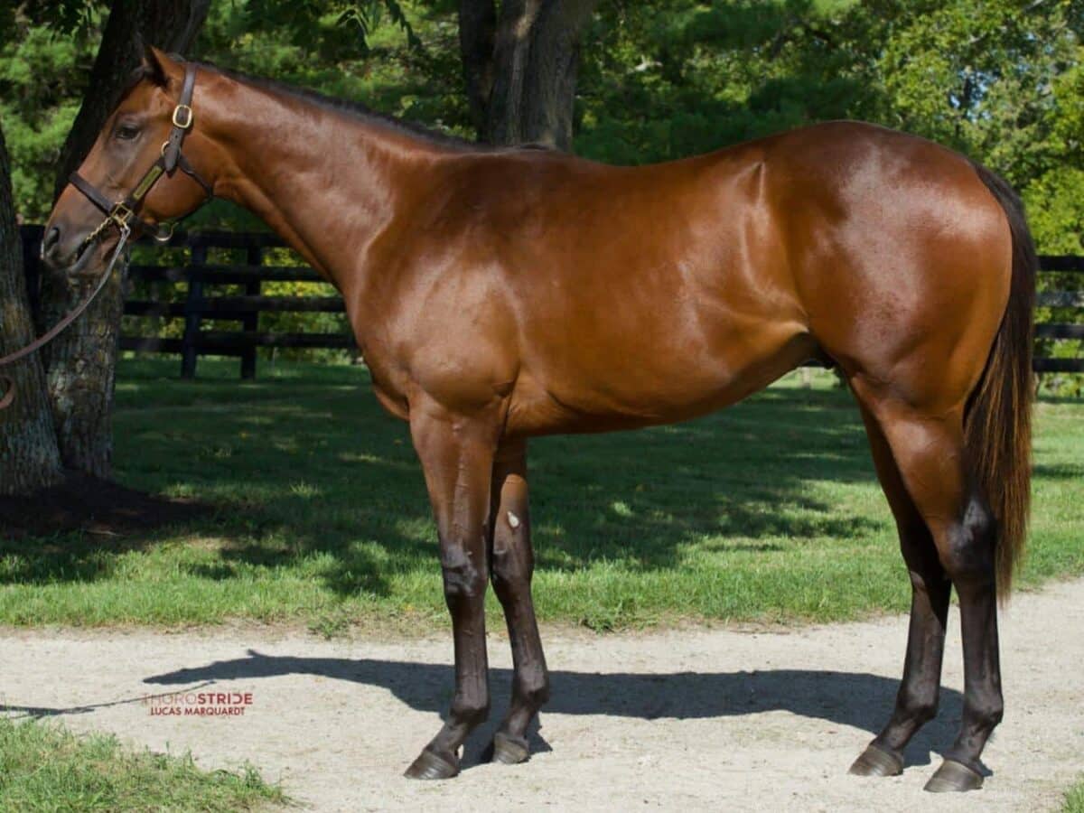 $330,000 at '24 KEESEP | Colt o/o Sunday Driver | Purchased by Bradley Thoroughbreds | ThoroStride photo