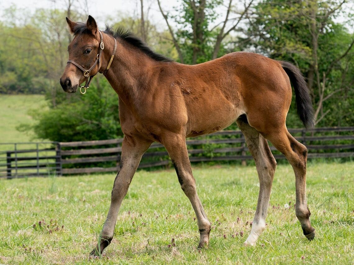 Yaupon - Thoroughbred Stallion at Spendthrift Farm, KY