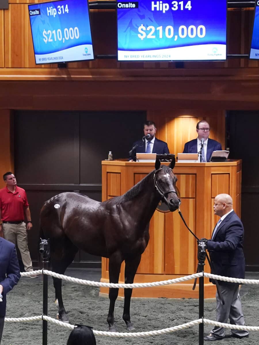 $210,000 at '24 F-T NY Bred | Colt o/o Seeking Her Glory | Purchased by Pura Vida | Z photo