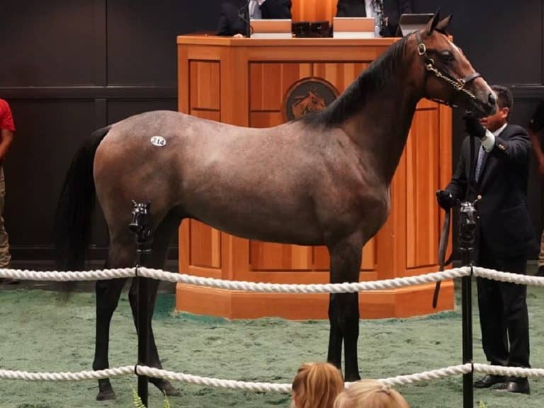 Home - Spendthrift - A Kentucky Thoroughbred Stallion Farm