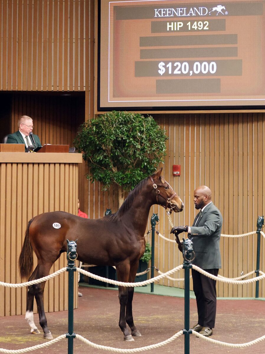 $125,000 at '24 KEENOV | Filly o/o Folklore | Purchased by Narvick International, for IMTL | Z photo