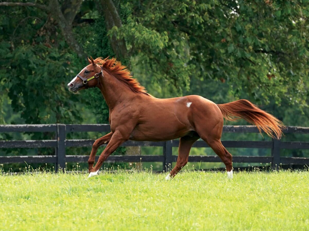 Cyberknife | 2023 Paddock | EquiSport photo