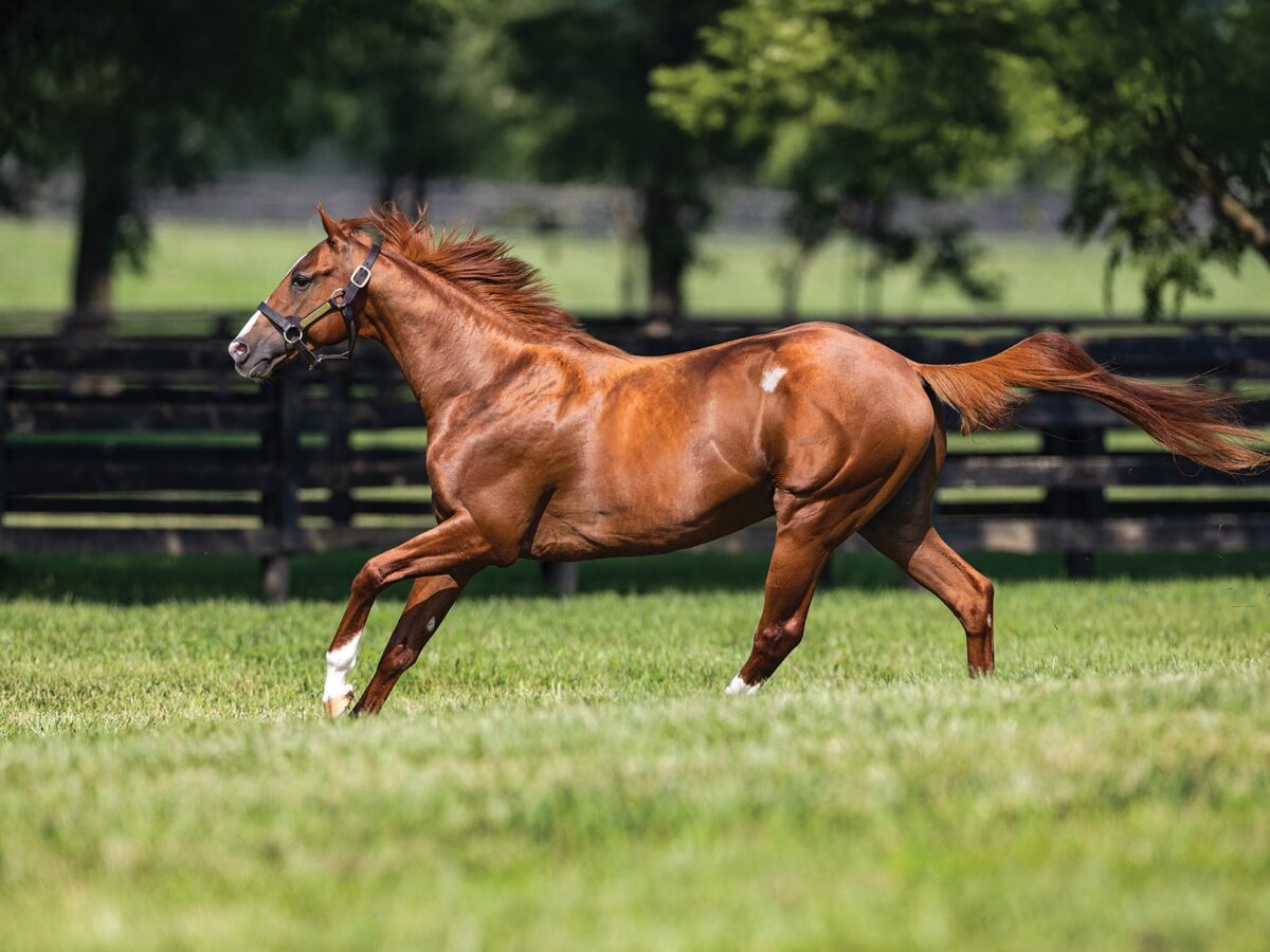 Cyberknife | 2024 Paddock | EquiSport photo