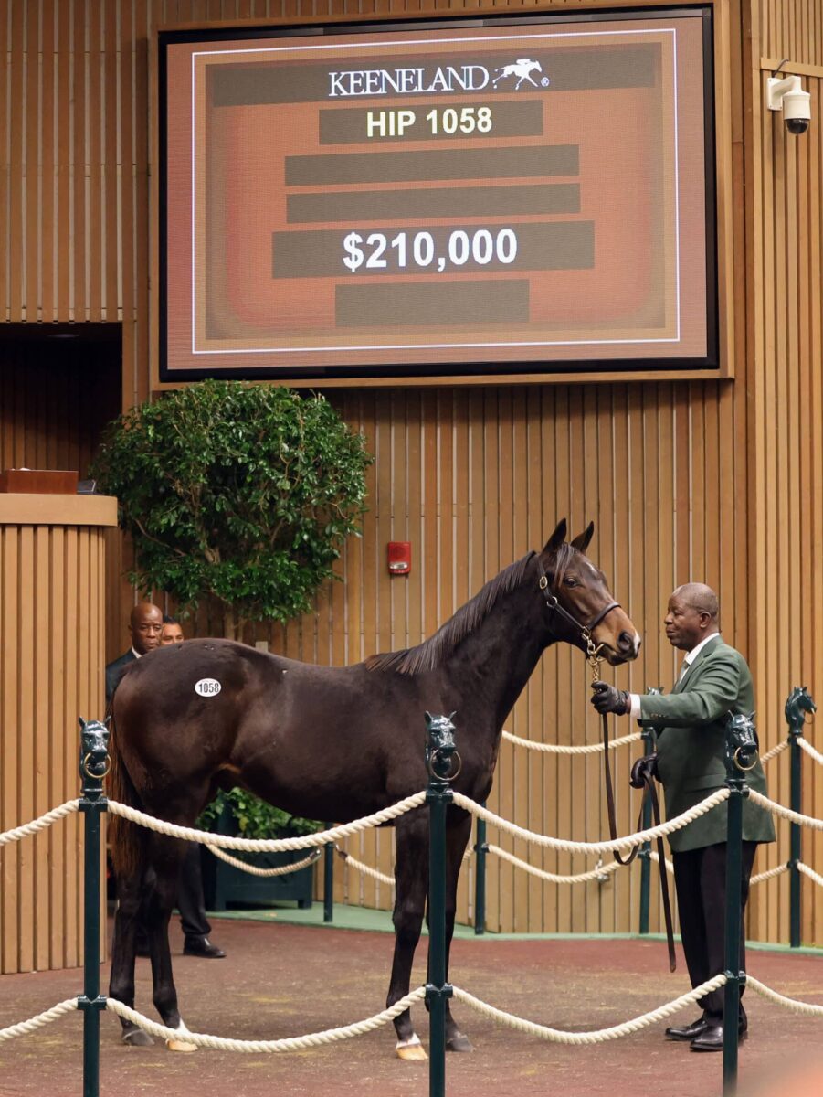 $210,000 at '24 KEENOV | Colt o/o Laobanonaprayer | Purchased by Ciannello Bloodstock | Z photo