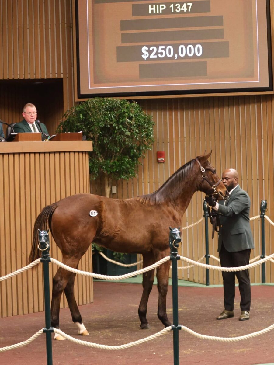 $250,000 at '24 KEENOV | Colt o/o Caribbean Lady | Purchased by Arrowhead Farm | Z photo