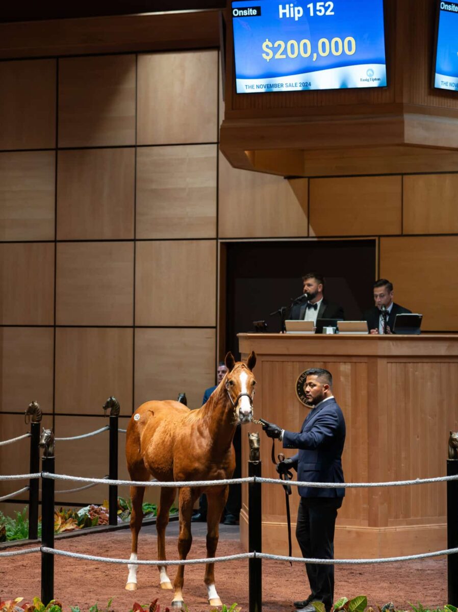 $200,000 at '24 F-T NOV | Filly o/o Martini | Purchased by Susan Naylor | Nicole Finch photo