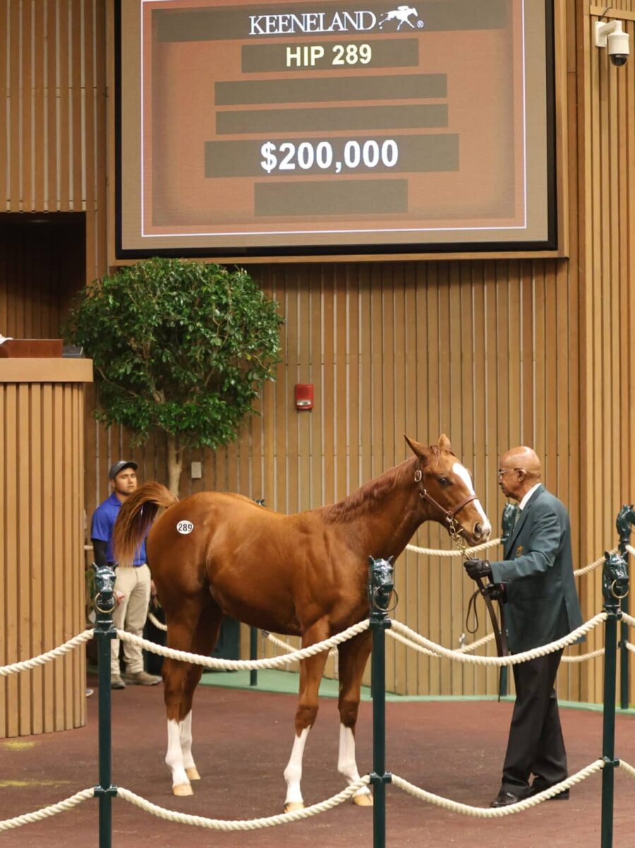 $200,000 at '24 KEENOV | Filly o/o Miss Inclined | Purchased by Cavalier Bloodstock | Z photo